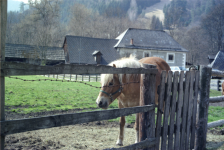 Waldbauernmuseum